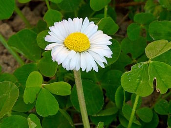 Close-up of white flowering plant