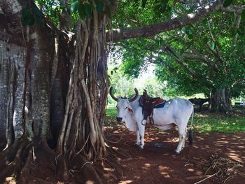 Cow standing on field