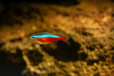 Close-up of fish swimming in aquarium