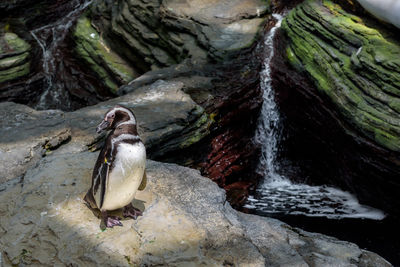 Bird in a rock