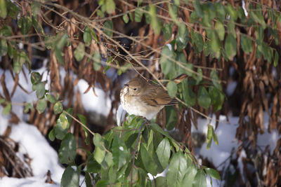 Bird perching on a plant