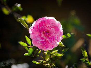 Close-up of pink rose