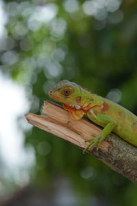 Close-up of lizard on tree