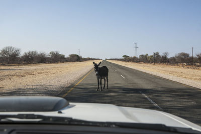 Donkey standing on road seen through car windshield