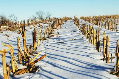 Harvested sugar cane field covered in snow against clear sky