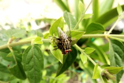 Close-up of insect on leaf