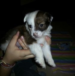 Close-up of hand holding puppy at home