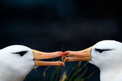 Close-up of two birds