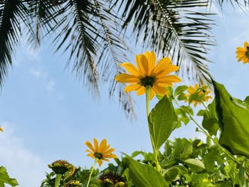 Low angle view of flowering plant against sky