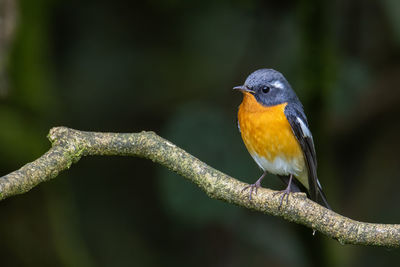 Close-up of bird perching on branch