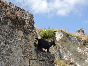 Low angle view of dog on rock against sky