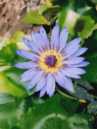 Close-up of purple water lily