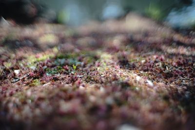 Close-up of moss on field