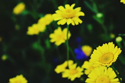 Close-up of yellow flowers blooming outdoors