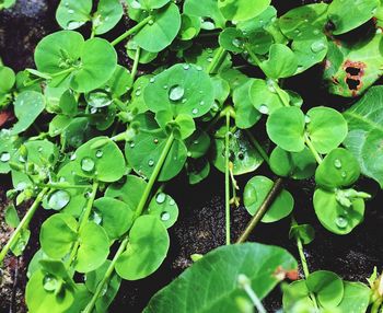 High angle view of raindrops on plants