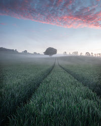 Scenic view of agricultural field with a lone tree surrounded by mist at sunrise 