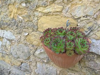 Close-up of potted plant against wall