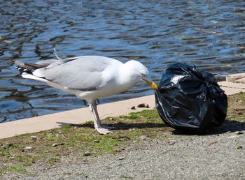 High angle view of seagull on lakeshore