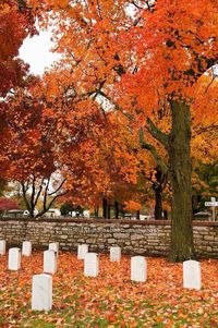 Trees in park