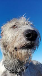 Close-up portrait of dog against clear sky