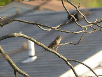 Close-up of bird perching on branch