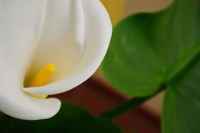 Close-up of white flower blooming outdoors