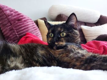 Portrait of cat relaxing on sofa