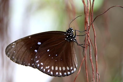 Close-up of butterfly on leaf