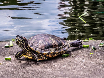 Turtle in a lake