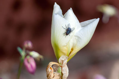 Close-up of insect on flower