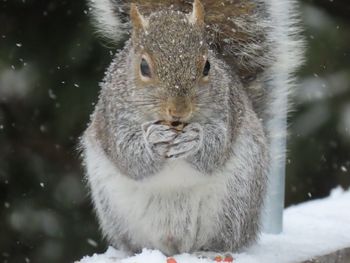 Close-up portrait of squirrel 