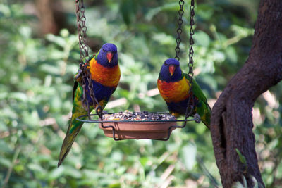 Close-up of parrot perching on tree