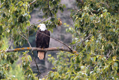 Eagle perching on tree