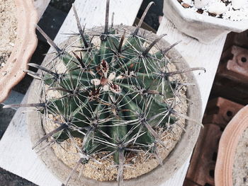High angle view of succulent plant in pot