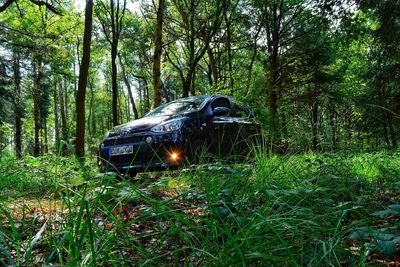 Car on road amidst trees in forest