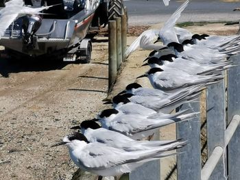 Side view of birds flying over lake