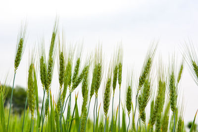 Close-up of crops growing on field against sky