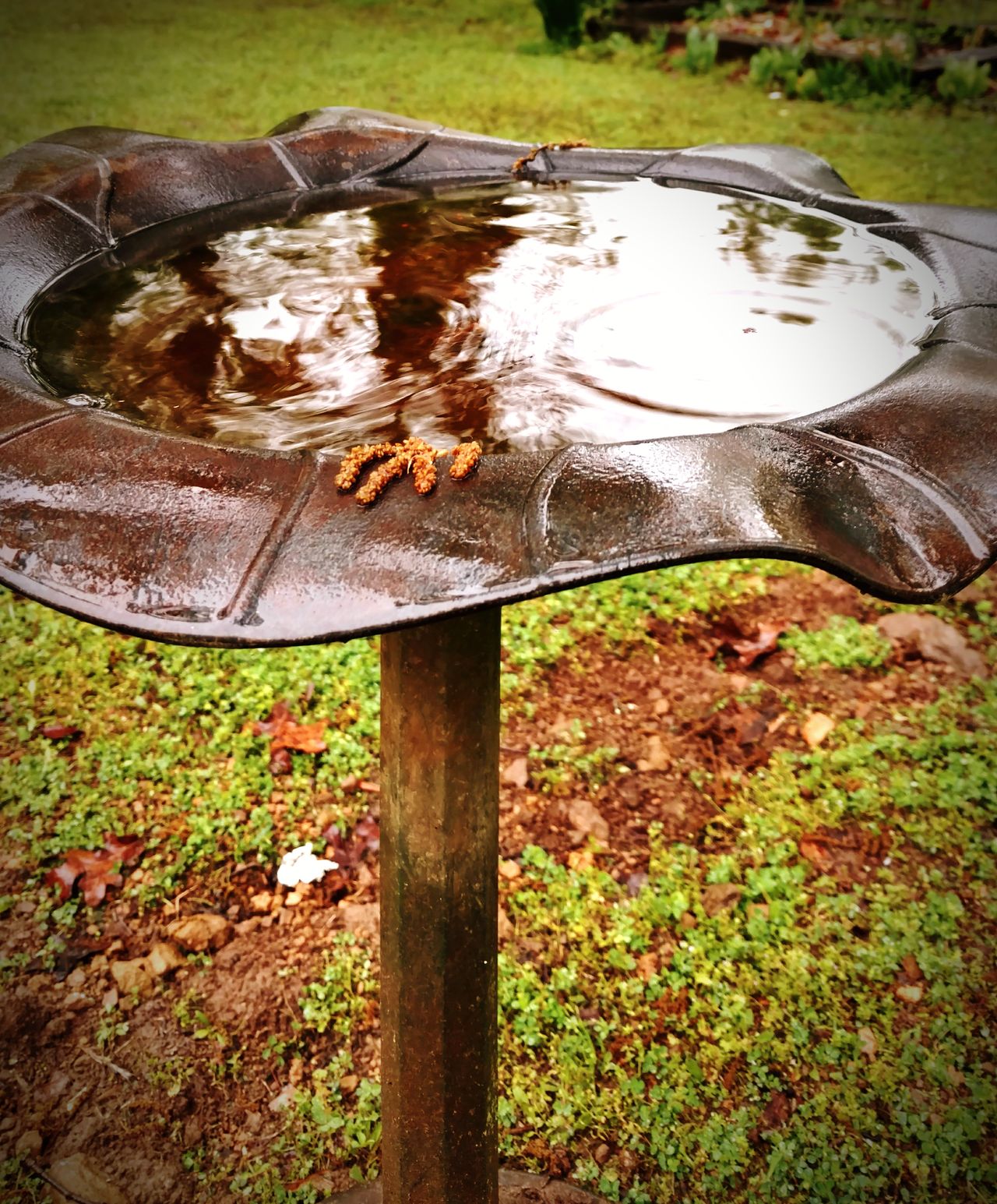 Rainy day. Bird bath. Back yard