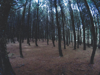 Trees in forest