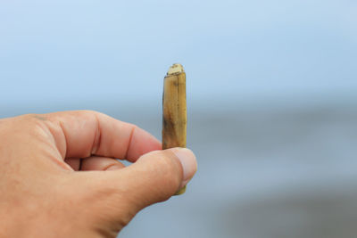 Close-up of hand holding twig at beach