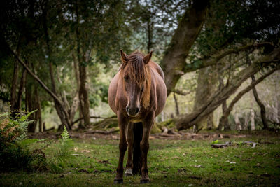 Horse standing in a forest
