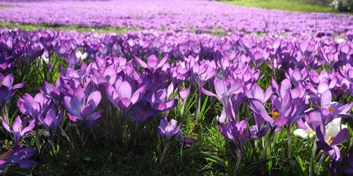 Close-up of purple crocus flowers growing in field