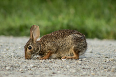 Close-up of squirrel