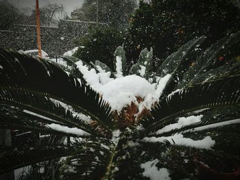 Close-up of plants against sky