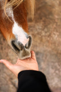 Close-up of a hand feeding