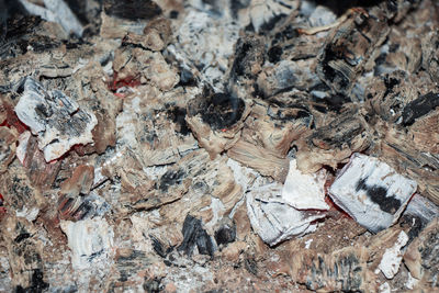 High angle view of a rock