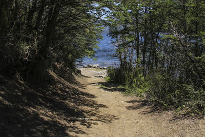 Dirt road amidst trees in forest