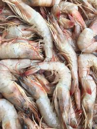 High angle view of seafood for sale in market