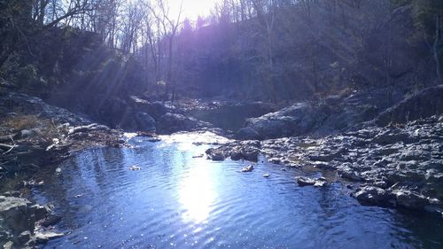 Scenic view of river with trees in background