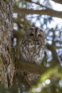 Close-up of bird perching on tree